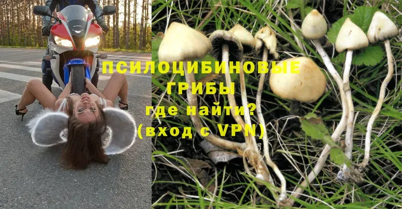 площадка клад  наркошоп  Тверь  Псилоцибиновые грибы Psilocybine cubensis 